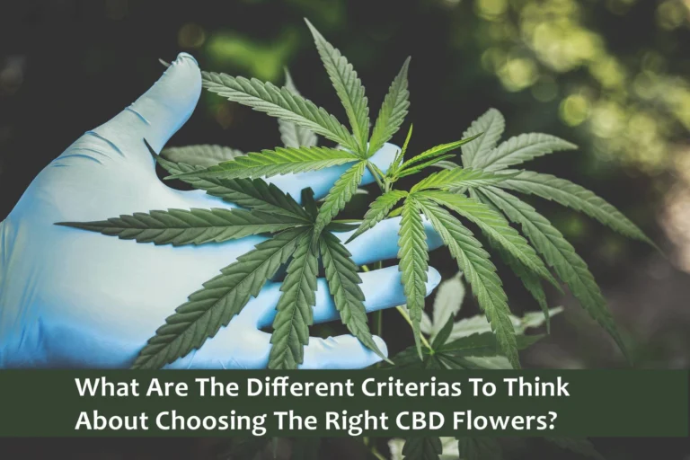What Are The Different Criterias To Think About Choosing The Right CBD Flowers?